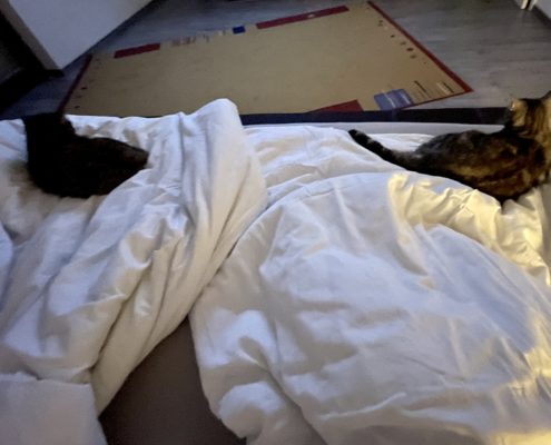 Ein schöner Tag geht zu Ende und die Katzen freuen sich, dass sie im warmen Bett bei uns kuscheln dürfen