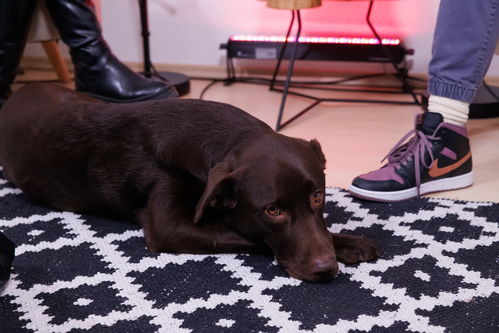 Nahaufnahme des Labradors Kuba, der auf einem schwarz-weißen Teppich liegt und traurig in die Kamera schaut.